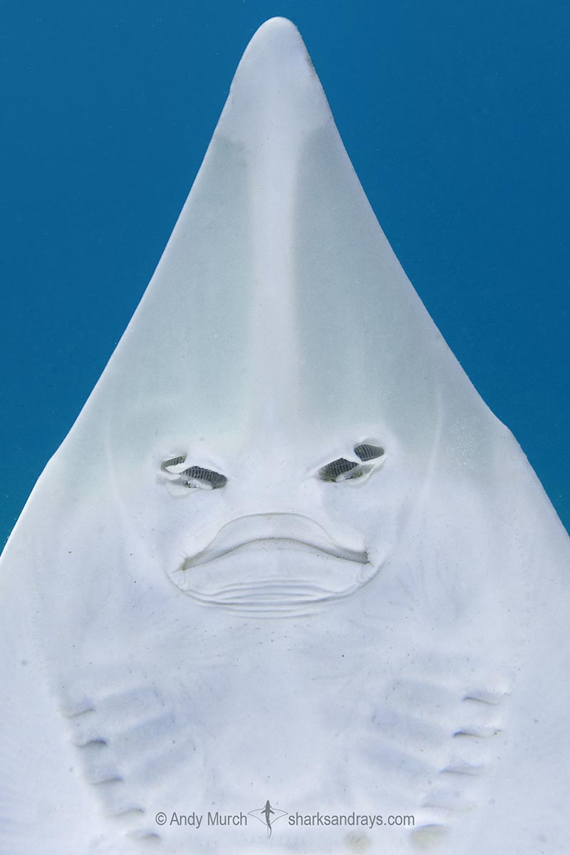 Shovel cheap nose shark
