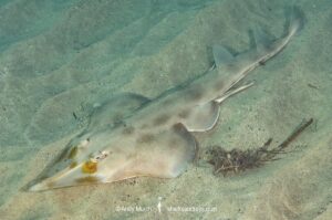 Eastern Shovelnose Ray, Aptychotrema rostrata. Aka Long snouted shovelnose ray or shovelnose shark. Nelson Bay, New South Wales, Australia.