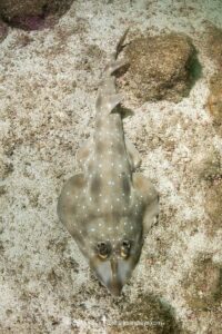 Gorgona Guitarfish, Pseudobatos prahli. Previosuly Rhinobatos prahli. Coiba, Panama, Eastern Pacific.