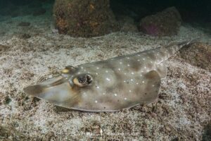 Gorgona Guitarfish, Pseudobatos prahli. Previosuly Rhinobatos prahli. Coiba, Panama, Eastern Pacific.