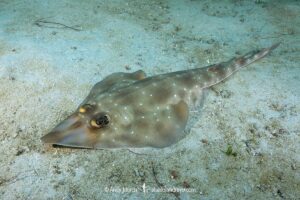 Gorgona Guitarfish, Pseudobatos prahli. Previosuly Rhinobatos prahli. Coiba, Panama, Eastern Pacific.