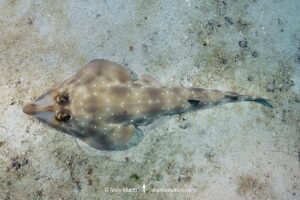 Gorgona Guitarfish, Pseudobatos prahli. Previosuly Rhinobatos prahli. Coiba, Panama, Eastern Pacific.