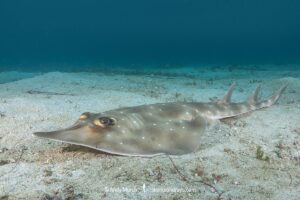Gorgona Guitarfish, Pseudobatos prahli. Previosuly Rhinobatos prahli. Coiba, Panama, Eastern Pacific.