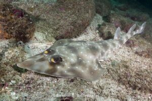 Gorgona Guitarfish, Pseudobatos prahli. Previosuly Rhinobatos prahli. Coiba, Panama, Eastern Pacific.