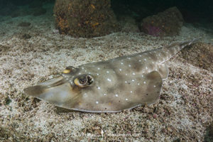 Gorgona Guitarfish
