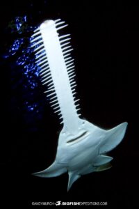 Green SawfishGreen sawfish, Pristis zijsron, an inhbitant of salt, brackish and freshwater habitats in the Indo-Pacific from India to Australia.