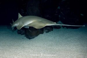 Green sawfish, Pristis zijsron, an inhbitant of salt, brackish and freshwater habitats in the Indo-Pacific from India to Australia.