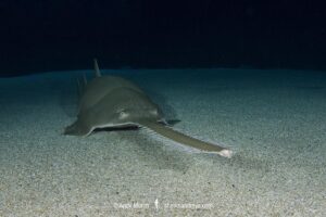 Green sawfish, Pristis zijsron, an inhbitant of salt, brackish and freshwater habitats in the Indo-Pacific from India to Australia.