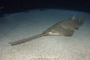 Green Sawfish