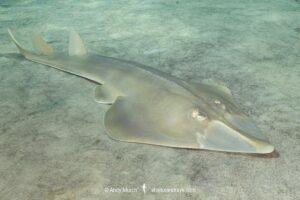 Halavi Guitarfish, Glaucostegus halavi, aka Halavi ray. A species of Giant Guitarfish, Glaucostegidae. Dubai, UAE, Persian Gulf.