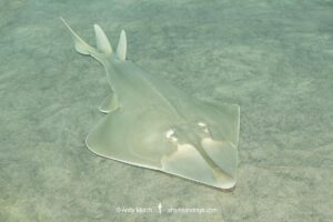 Halavi Guitarfish, Glaucostegus halavi, aka Halavi ray. A species of Giant Guitarfish, Glaucostegidae. Dubai, UAE, Persian Gulf.