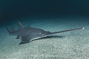 Largetooth sawfish, Pristis pristis. Formerly Pristis microdon. A.k.a. freshwater sawfish. A critically endangered but wideranging sawfish from the tropical Atlantic, Indian Ocean, and western Pacific.