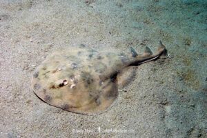 Lesser Electric Ray, Narcine bancrofti. Aka Bancroft’s electric ray or Caribbean numbfish. Often confused with the Brazilian electric ray Narcine brasiliensis. Dominica, Caribbean Sea.