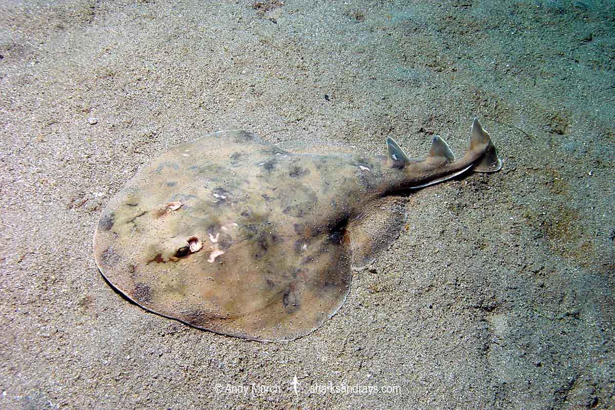 Lesser Electric Ray Nacine bancroftii
