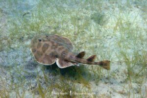 Lesser Electric Ray, Narcine bancrofti. Aka Bancroft’s electric ray or Caribbean numbfish. Often confused with the Brazilian electric ray Narcine brasiliensis. Carriacou Island, Caribbean Sea.