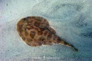 Lesser Electric Ray, Narcine bancrofti. Aka Bancroft’s electric ray or Caribbean numbfish. Often confused with the Brazilian electric ray Narcine brasiliensis. Carriacou Island, Caribbean Sea.