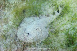 Lesser Electric Ray, Narcine bancrofti. Aka Bancroft’s electric ray or Caribbean numbfish. Often confused with the Brazilian electric ray Narcine brasiliensis. Carriacou Island, Caribbean Sea.