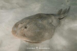 Lesser Electric Ray, Narcine bancrofti. Aka Bancroft’s electric ray or Caribbean numbfish. Often confused with the Brazilian electric ray Narcine brasiliensis. Panama City, Florida, Gulf of Mexico.