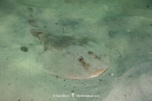 Lesser Electric Ray, Narcine bancrofti. Aka Bancroft’s electric ray or Caribbean numbfish. Often confused with the Brazilian electric ray Narcine brasiliensis. Panama City, Florida, Gulf of Mexico.