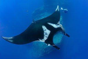 Giant Manta Ray Diving