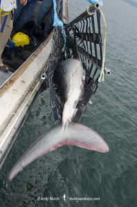 Porbeagle Shark Tagging