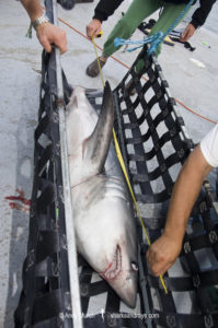 Porbeagle Shark Tagging
