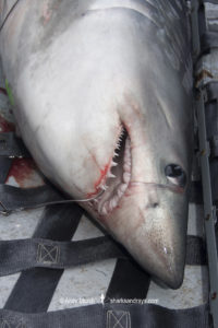 Porbeagle Shark Tagging