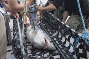Porbeagle Shark Tagging