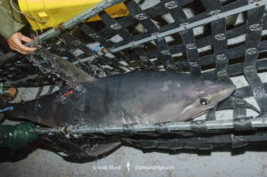 Porbeagle Shark Tagging