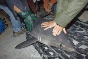 Porbeagle Shark Tagging