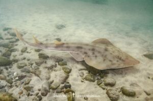 Shovelnose Guitarfish, Pseudobatos productus (previously Rhinobatos productus). La Jolla, California, eastern Pacific Ocean.