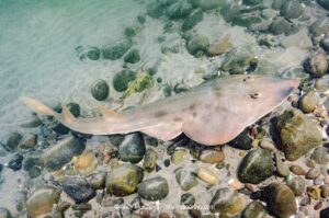 Shovelnose Guitarfish, Pseudobatos productus (previously Rhinobatos productus). La Jolla, California, eastern Pacific Ocean.