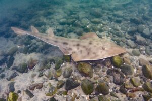 Shovelnose Guitarfish, Pseudobatos productus (previously Rhinobatos productus). La Jolla, California, eastern Pacific Ocean.