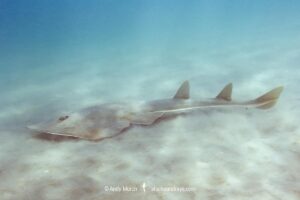 Shovelnose Guitarfish, Pseudobatos productus (previously Rhinobatos productus). La Jolla, California, eastern Pacific Ocean.
