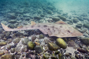 Shovelnose Guitarfish, Pseudobatos productus (previously Rhinobatos productus). La Jolla, California, eastern Pacific Ocean.