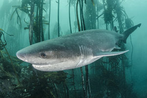 South Africa Shark Diving