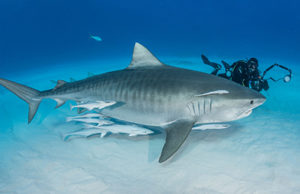 Tiger Shark Diving at Tiger Beach
