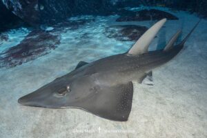 Whitespotted Wedgefish, Rhynchobatus djiddensis. Aka giant guitarfish. A large wedgefish from the Indian Ocean occuring along the east coast of Africa and with the Arabian Gulf.