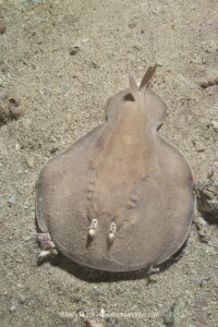 Coffin Ray, Hypnos monopterygius, aka Numb Ray. Navy Pier, Exmouth, Western Australia.
