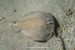Coffin Ray, Hypnos monopterygius, aka Numb Ray. Navy Pier, Exmouth, Western Australia.