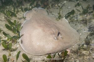 Coffin Ray, Hypnos monopterygius, aka Numb Ray. Fly Point, Nelson Bay, New South Wales, Australia.