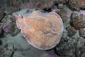 Coffin Ray, Hypnos monopterygius, aka Numb Ray. Fly Point, Nelson Bay, New South Wales, Australia.