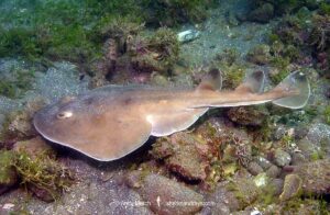 Cortez Electric Ray, Narcine entemedor. Aka Giant Electric Ray. San Benedicto Island, Socorro, Revillagigedo Archipelago, Eastern Pacific.