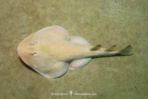 Cortez Electric Ray, Narcine entemedor. Aka Giant Electric Ray. Sea of Cortez, Mexico, Eastern Pacific.