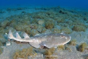 Cortez Electric Ray, Narcine entemedor. Aka Giant Electric Ray. San Benedicto Island, Socorro, Revillagigedo Archipelago, Eastern Pacific.
