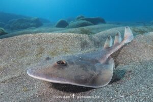 Cortez Electric Ray, Narcine entemedor. Aka Giant Electric Ray. San Benedicto Island, Socorro, Revillagigedo Archipelago, Eastern Pacific.