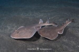 Cortez Electric Ray, Narcine entemedor. Aka Giant Electric Ray. San Benedicto Island, Socorro, Revillagigedo Archipelago, Eastern Pacific.