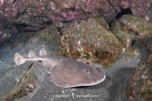 Cortez Electric Ray, Narcine entemedor. Aka Giant Electric Ray. San Benedicto Island, Socorro, Revillagigedo Archipelago, Eastern Pacific.