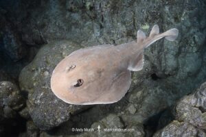 Cortez Electric Ray, Narcine entemedor. Aka Giant Electric Ray. San Benedicto Island, Socorro, Revillagigedo Archipelago, Eastern Pacific.