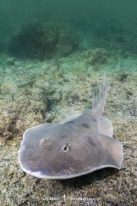 Cortez Electric Ray, Narcine entemedor. Aka Giant Electric Ray. Sea of Cortez, Mexico, Eastern Pacific.